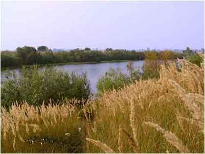 Озеро у Припяти 